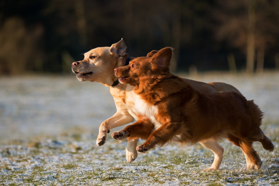 Waarom sommige honden hun eigen poep eten en hoe vaak het voorkomt