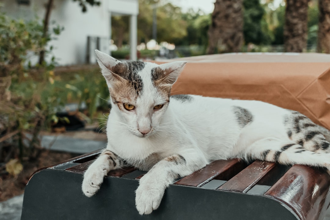 Het geheim van spinnende katten: Meer dan alleen tevredenheid